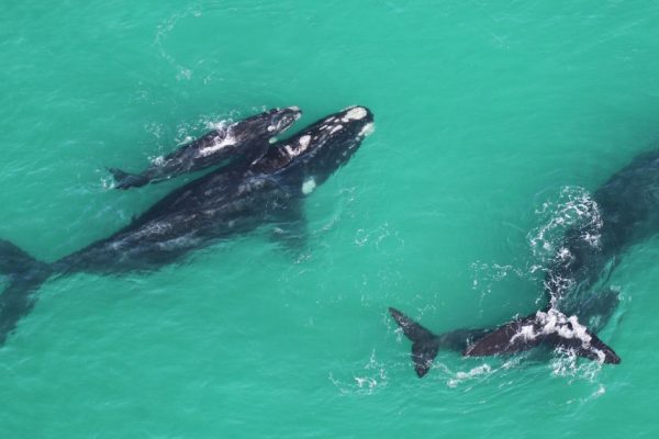 Srw Biologging Whales 1734367472.jpg