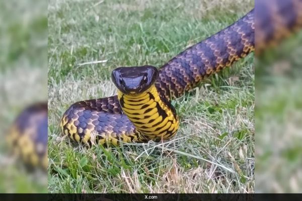 E92agv1 Tiger Snake 625x300 28 December 24.jpeg