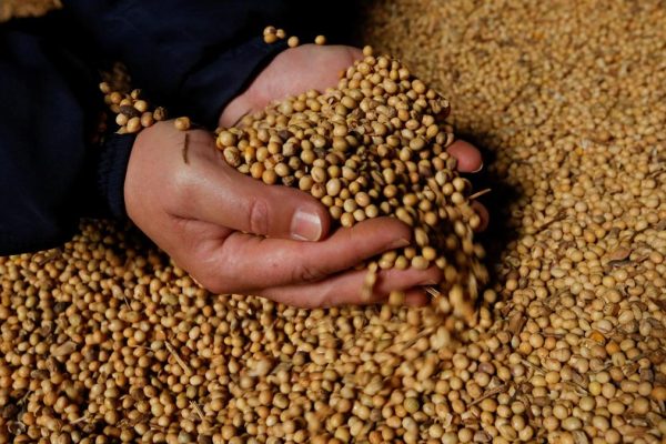 2024 12 30t232112z 482493477 Rc2nt8a79l79 Rtrmadp 3 Paraguay Soybeans.jpg