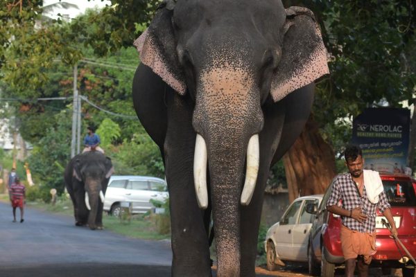 6678 22 4 2020 12 18 33 1 Elephant 2.jpg