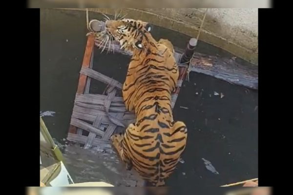 6kv22gr8 Tiger In Well 625x300 04 February 25.jpg