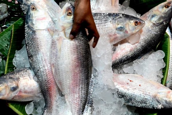 80717 21 9 2023 19 18 52 1 Hilsa1.jpg