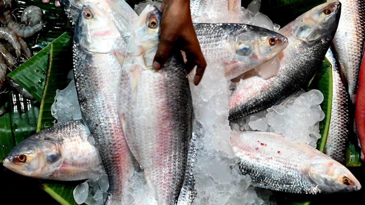 80717 21 9 2023 19 18 52 1 Hilsa1.jpg