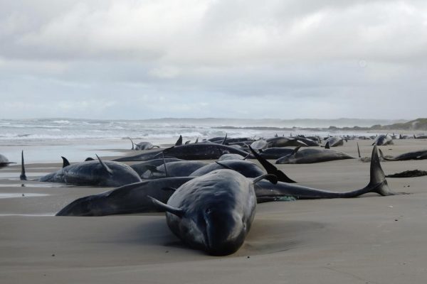 Australia Stranded Whales 78756.jpg