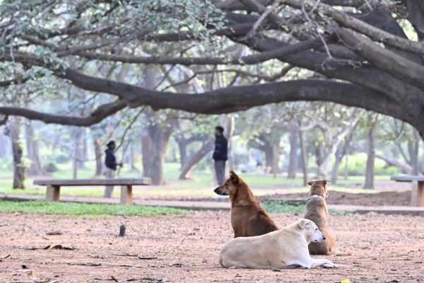 Cubbon Park 11.jpg