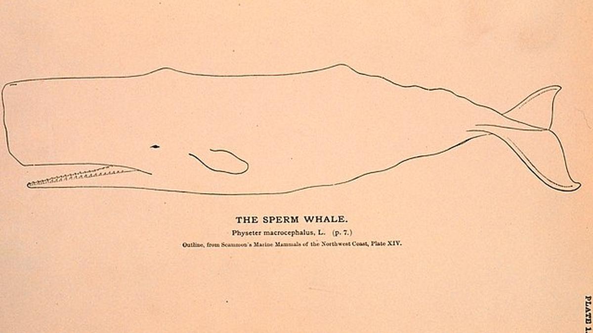 The Sperm Whale. Physeter Macrocephalus L.jpg