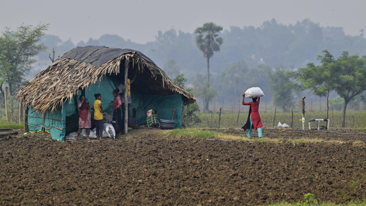 26112024 20farmers20are20busy2001.jpg