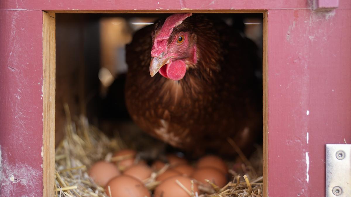 Bird Flu Vaccines 32520.jpg