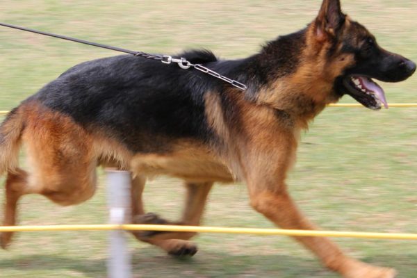 Otmsm 17 4 2016 18 37 58 Gsd 3 .jpg