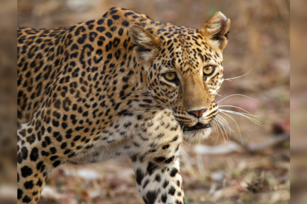 1746223932 photo.jpg