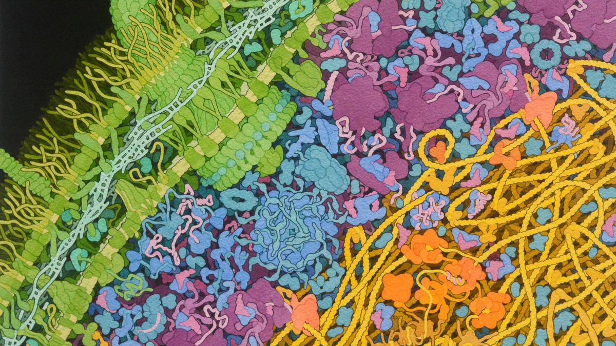 Escherichia coli bacterium1.tif.jpg