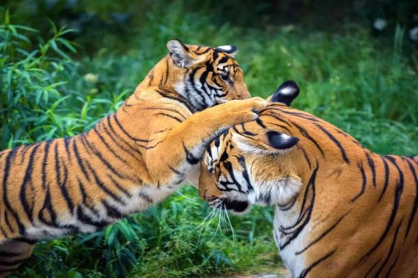 SC asks Karnataka, Centre to act on 5 tigers’ death | India News 1753314015 photo.jpg