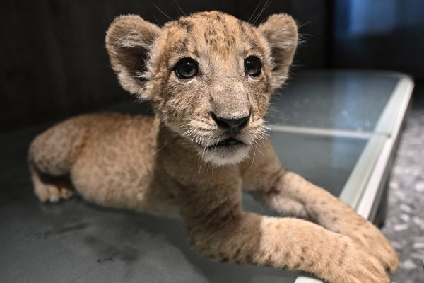 Afp 20250729 66wl9yq v1 highres thailandanimalenvironmentlion 1754291989.jpg