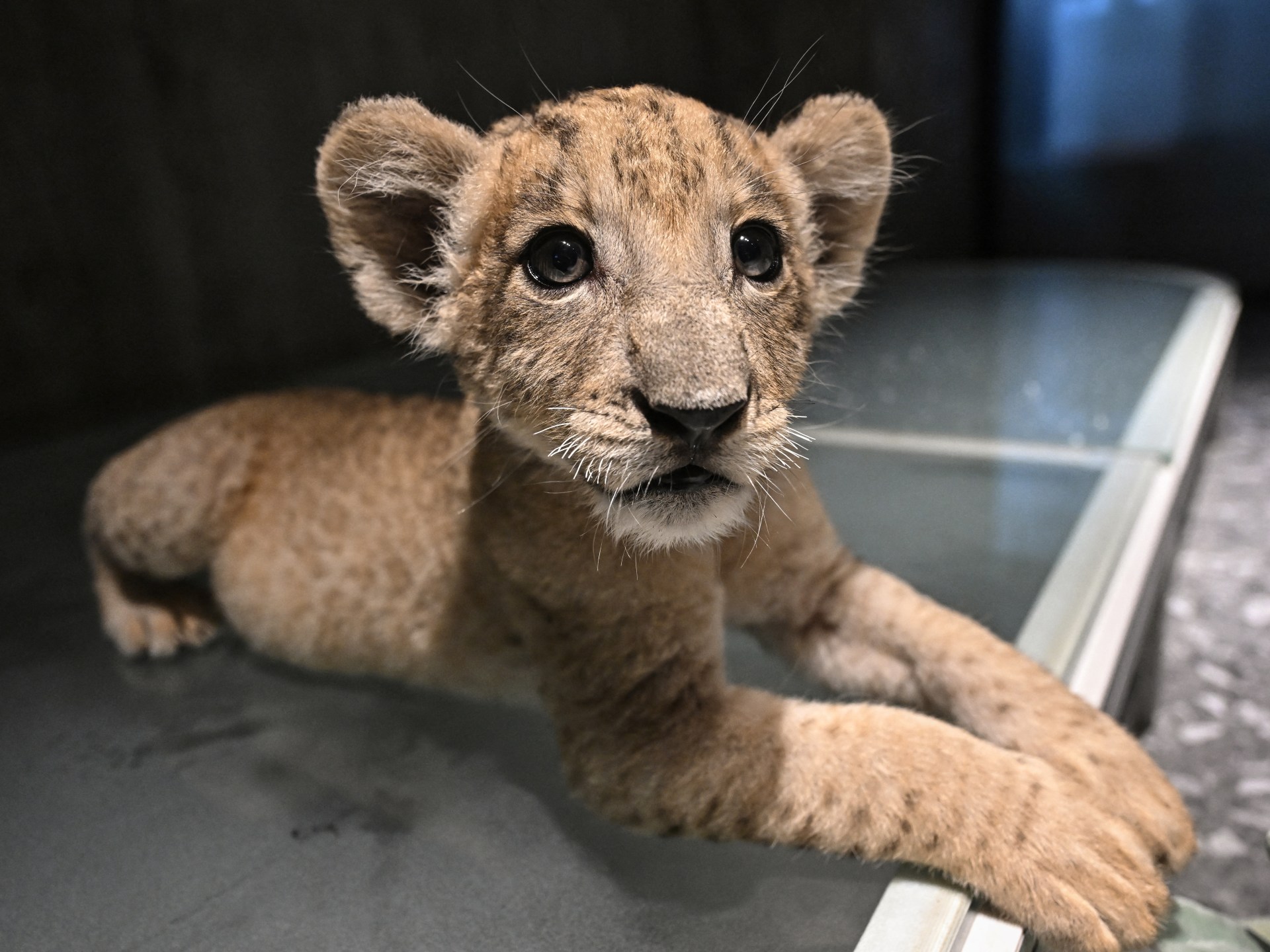 Afp 20250729 66wl9yq v1 highres thailandanimalenvironmentlion 1754291989.jpg