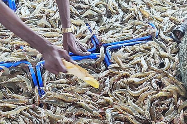 Img 10745 8 4 2025 20 0 2 1 0ie7mug8.jpg