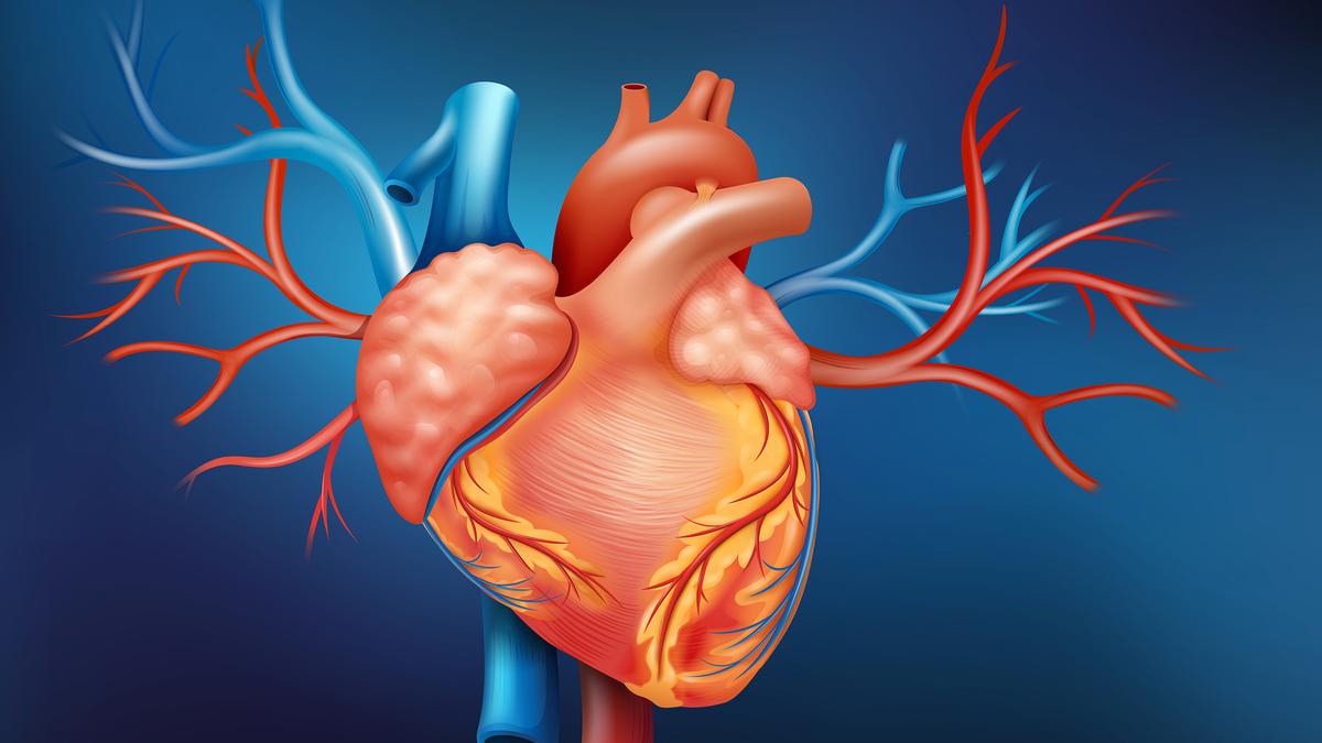 Img heart 2 1 pqcbdqlq.jpg