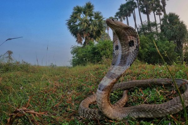 Spectacled20cobras20wide20angle20landscape20.jpeg
