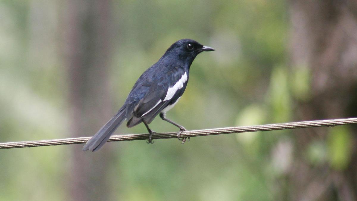 Magpie robin2.jpg